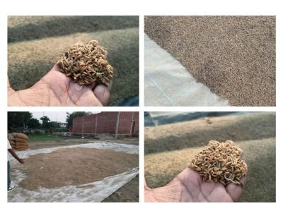 Water Affected Stock of Paddy and Bardana